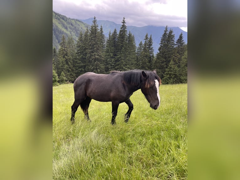 Nórico Semental 1 año 150 cm Negro in Taiskirchen im Innkreis