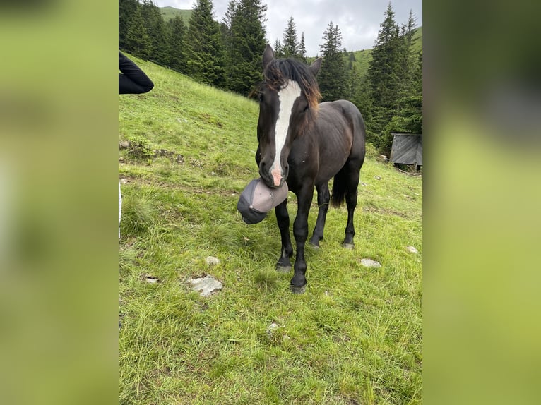 Nórico Semental 1 año 150 cm Negro in Taiskirchen im Innkreis