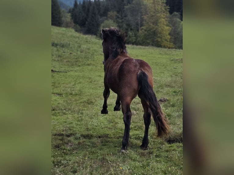 Nórico Semental 1 año 164 cm Castaño in Krakaudorf
