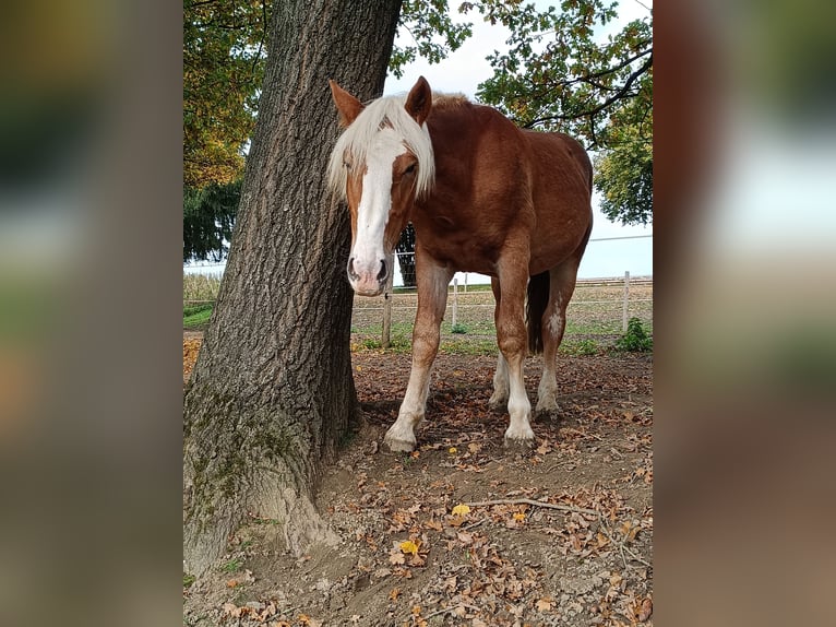 Nórico Semental 1 año 165 cm Alazán in Günzburg