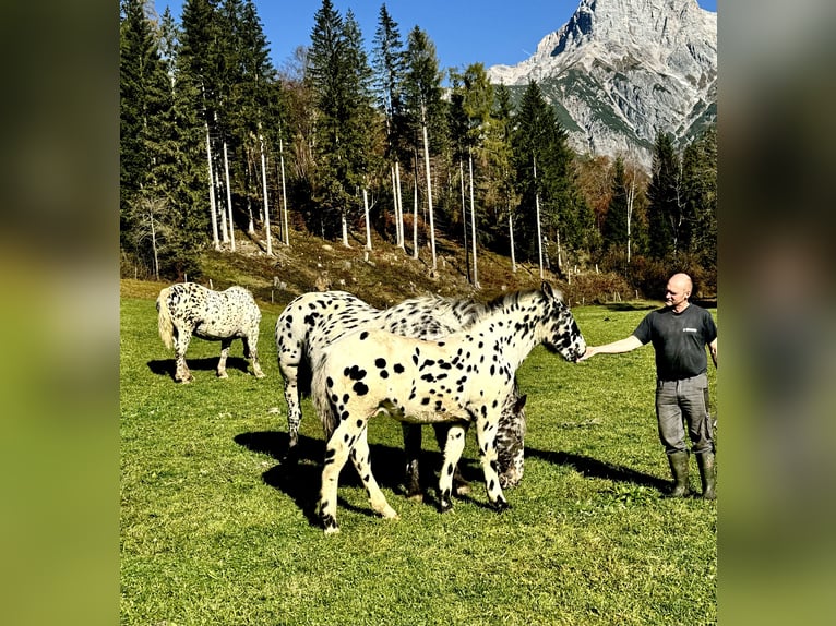 Nórico Semental 1 año Atigrado/Moteado in Maria Alm