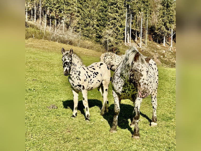 Nórico Semental 1 año Atigrado/Moteado in Maria Alm