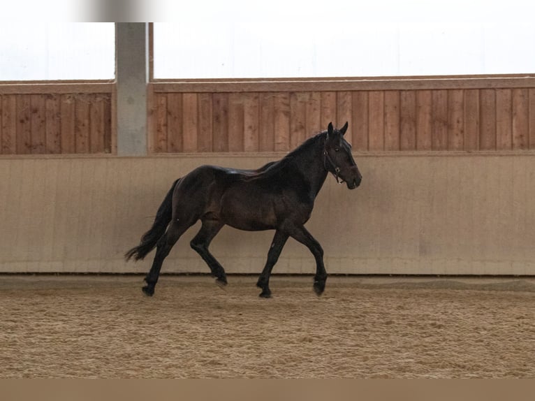 Nórico Semental 2 años 158 cm Castaño oscuro in Kraiburg am Inn