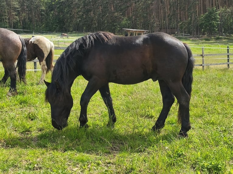 Nórico Semental 2 años 159 cm Morcillo in Weibnitz