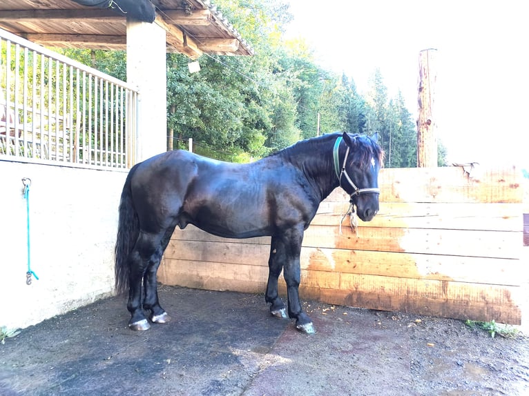 Nórico Semental 2 años 159 cm Negro in Weibnitz