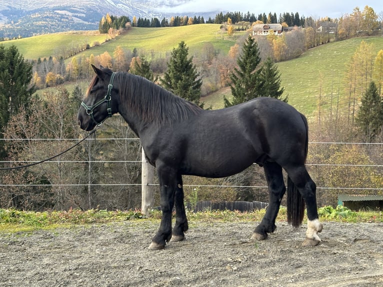 Nórico Semental 2 años 160 cm Negro in St.Peter am Kammersberg
