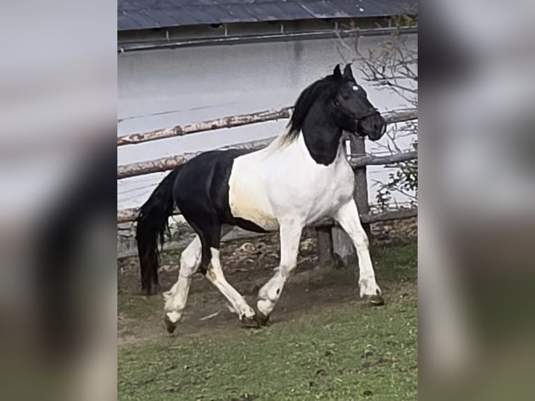 Nórico Semental 2 años 164 cm Pío in Krakau
