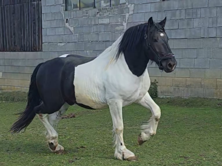 Nórico Semental 2 años 164 cm Pío in Krakau