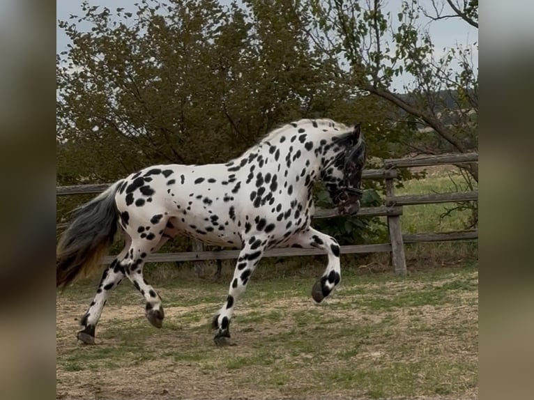 Nórico Semental 3 años 150 cm Atigrado/Moteado in Rechnitz