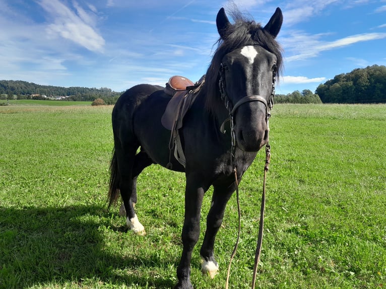 Nórico Semental 3 años 160 cm Negro in St Johann am Walde