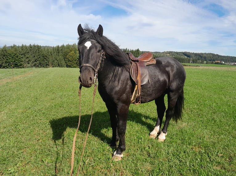 Nórico Semental 3 años 160 cm Negro in St Johann am Walde
