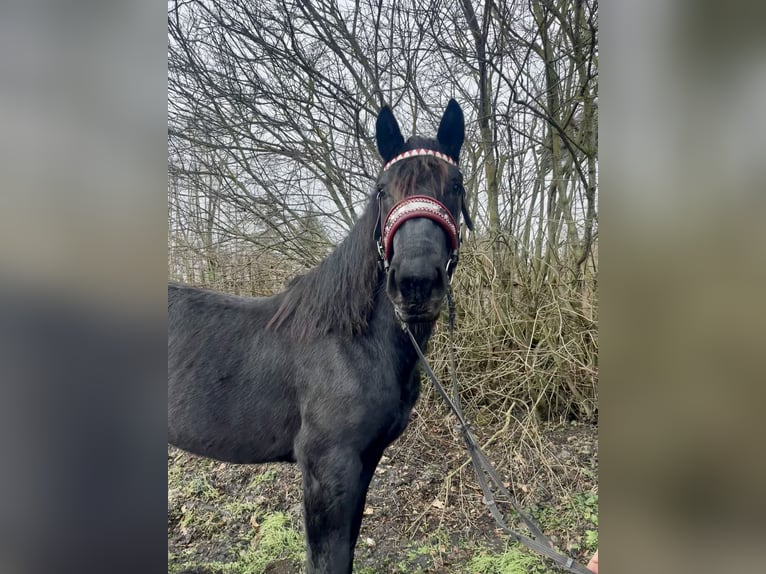 Nórico Semental 3 años 164 cm Negro in Nettersheim