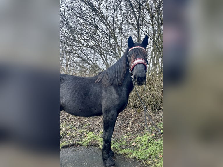 Nórico Semental 3 años 164 cm Negro in Nettersheim