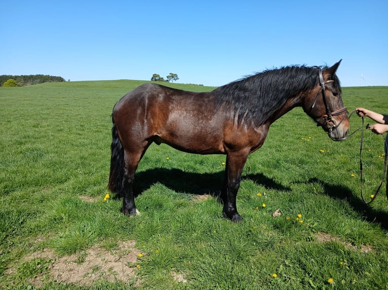 Nórico Semental 3 años 168 cm  in Nettersheim