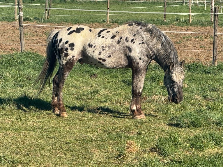 Nórico Mestizo Semental 4 años 146 cm Atigrado/Moteado in Erftstadt