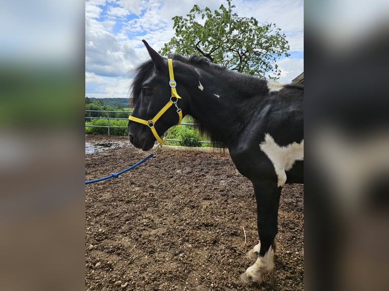 Nórico Semental 4 años 150 cm Pío in Pleiskirchen