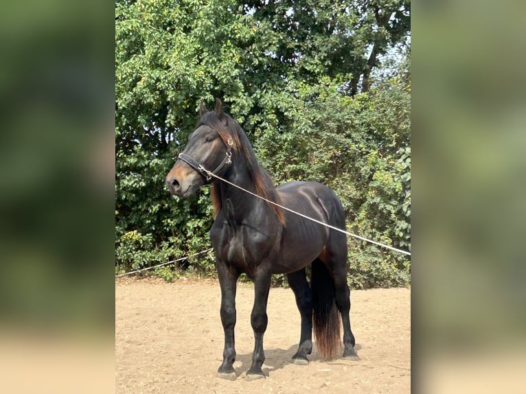 Nórico Semental 4 años 165 cm Castaño oscuro in Schwerin