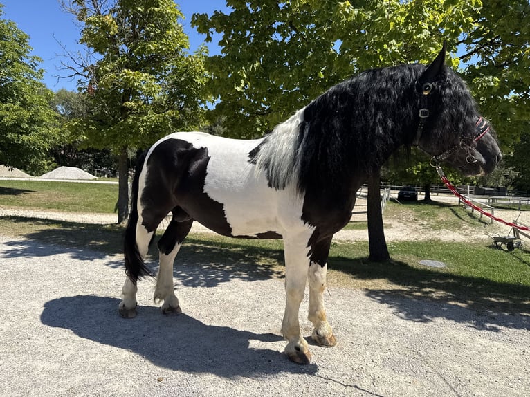 Nórico Semental 4 años 165 cm Pío in VorderschlagenAmpflwang
