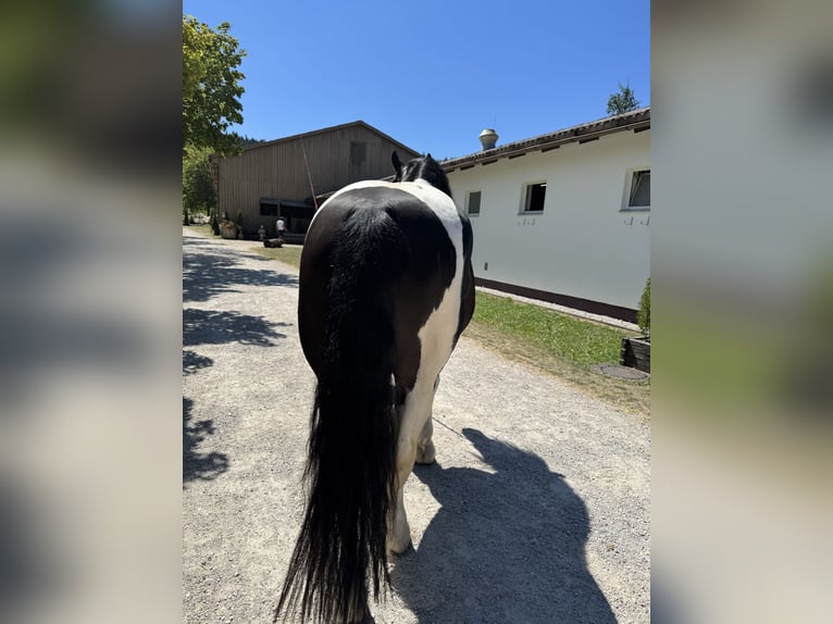 Nórico Semental 4 años 165 cm Pío in VorderschlagenAmpflwang