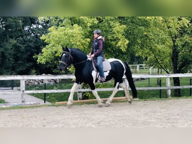 Nórico Semental 4 años 165 cm Pío in VorderschlagenAmpflwang