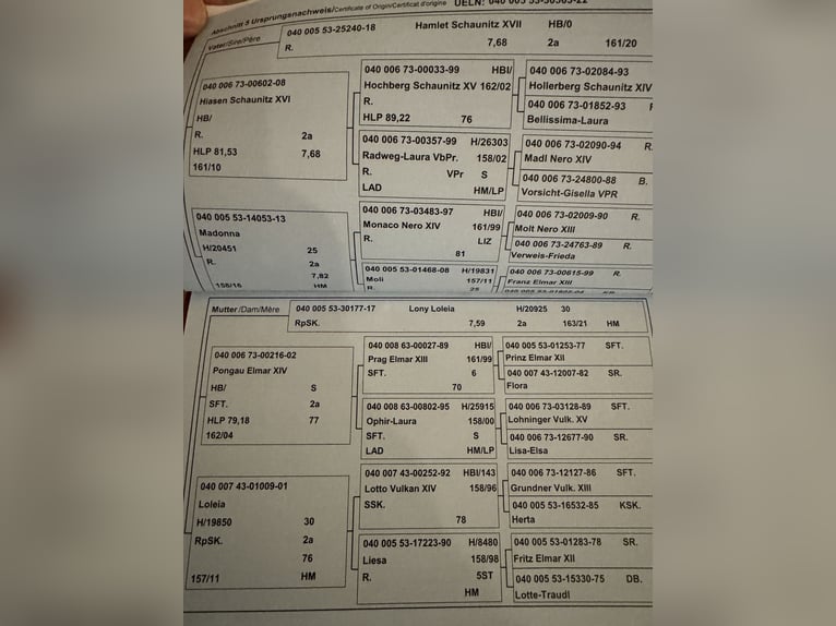 Nórico Semental 4 años 165 cm Pío in VorderschlagenAmpflwang