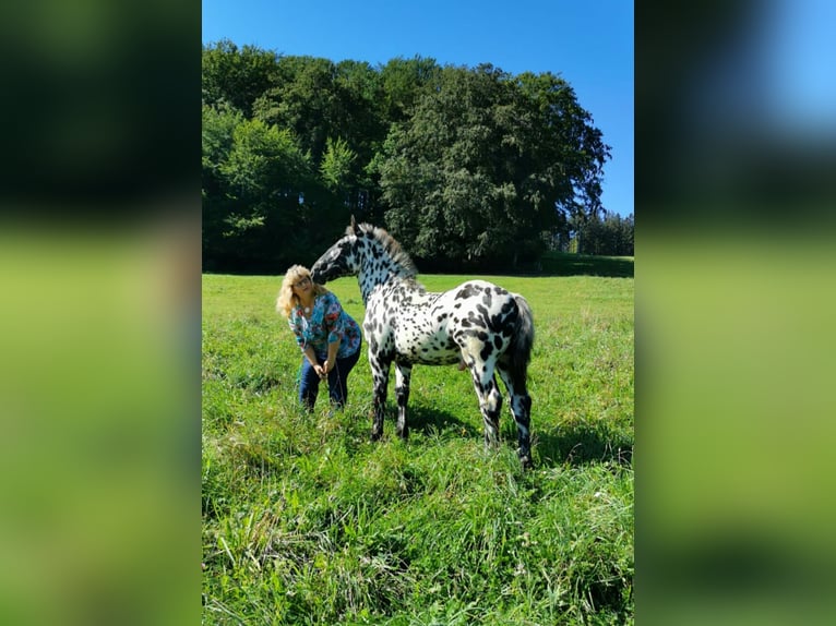 Nórico Semental 5 años 163 cm Atigrado/Moteado in Wiesen