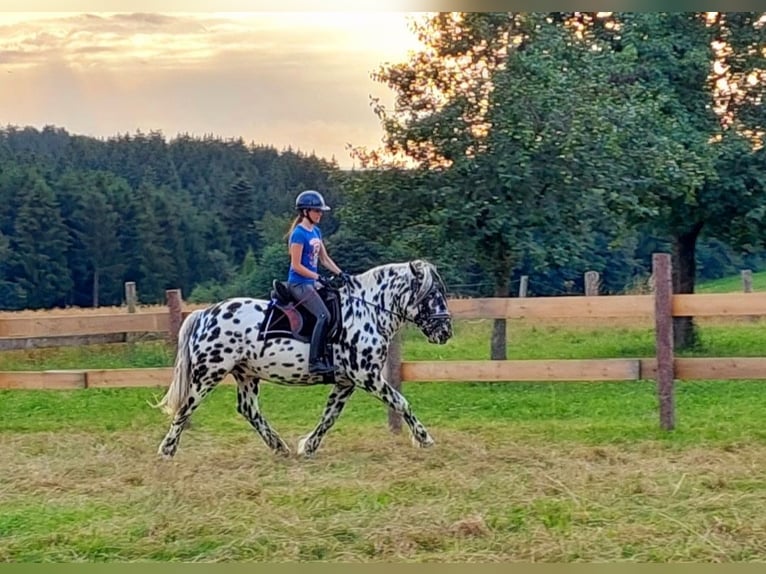 Nórico Semental 5 años 163 cm Atigrado/Moteado in Wiesen