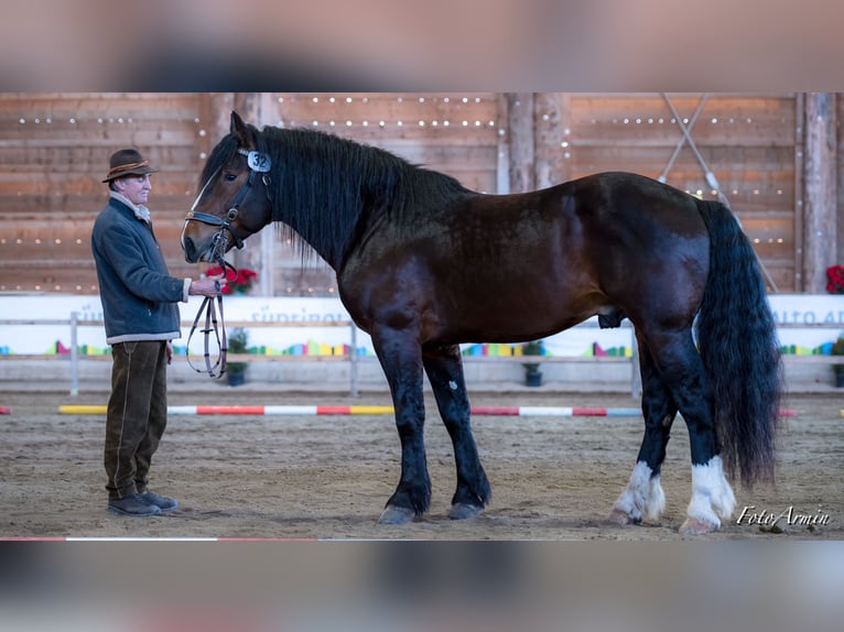 Nórico Semental 9 años 165 cm Castaño oscuro in Bozen/Südtirol