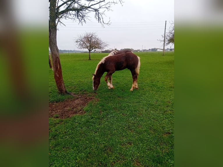 Nórico Semental Potro (06/2024) 145 cm Alazán-tostado in Burgkirchen