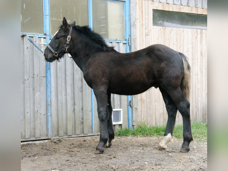 Nórico Semental Potro (05/2025) 162 cm Negro in Schwarzenberg