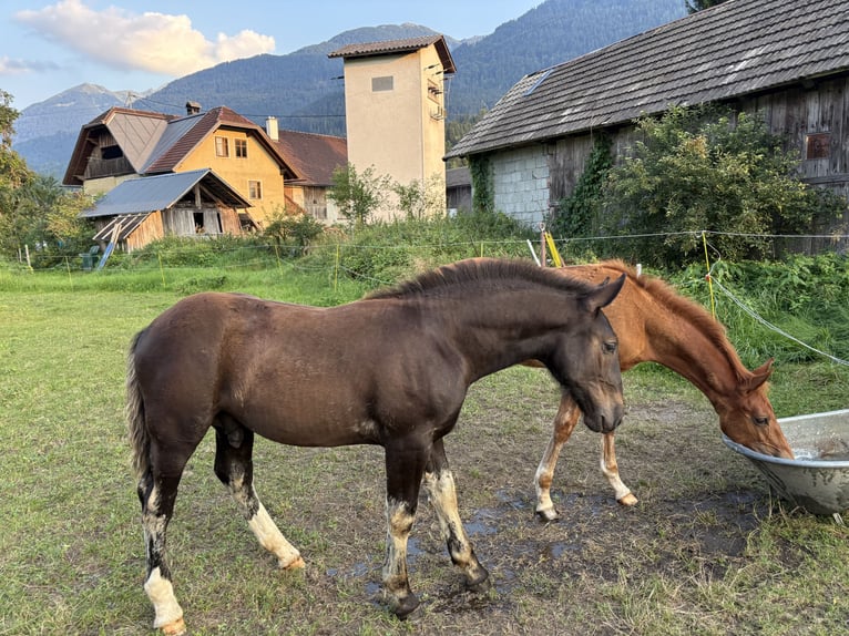 Nórico Semental Potro (05/2025) 165 cm Negro in Kirchbach