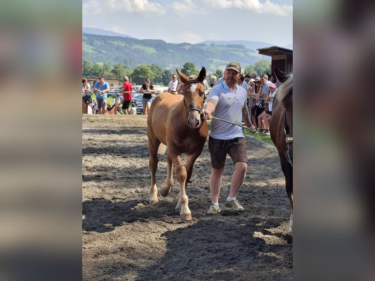 Nórico Semental Potro (03/2024) Alazán-tostado in Gams bei Hieflau