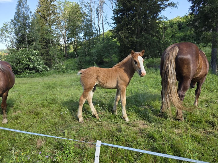 Nórico Semental Potro (04/2026) Alazán-tostado in Neumarkt in der Steiermark