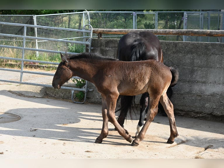 Nórico Semental Potro (04/2026)  in Klettgau