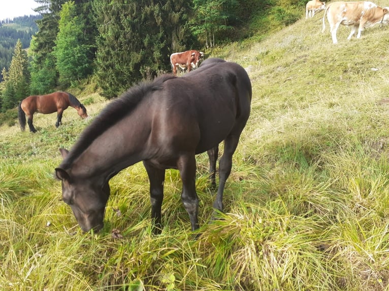 Nórico Semental Potro (01/2026)  in Oberwang
