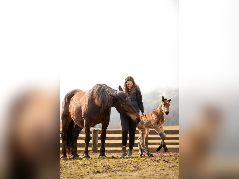 Nórico Semental Potro (03/2026) Castaño oscuro in Erlbrücke