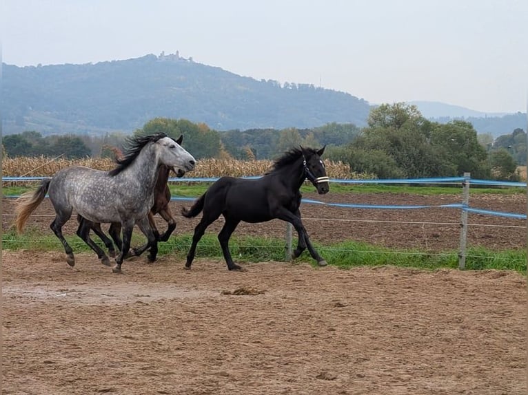Nórico Semental Potro (04/2025) Negro in Alsbach-H&#xE4;hnlein