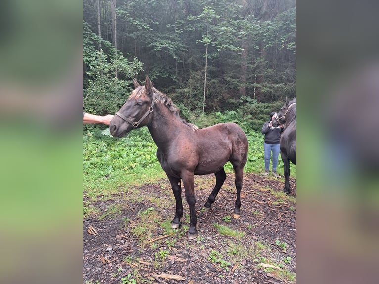 Nórico Semental Potro (02/2024) Negro in dornbirn