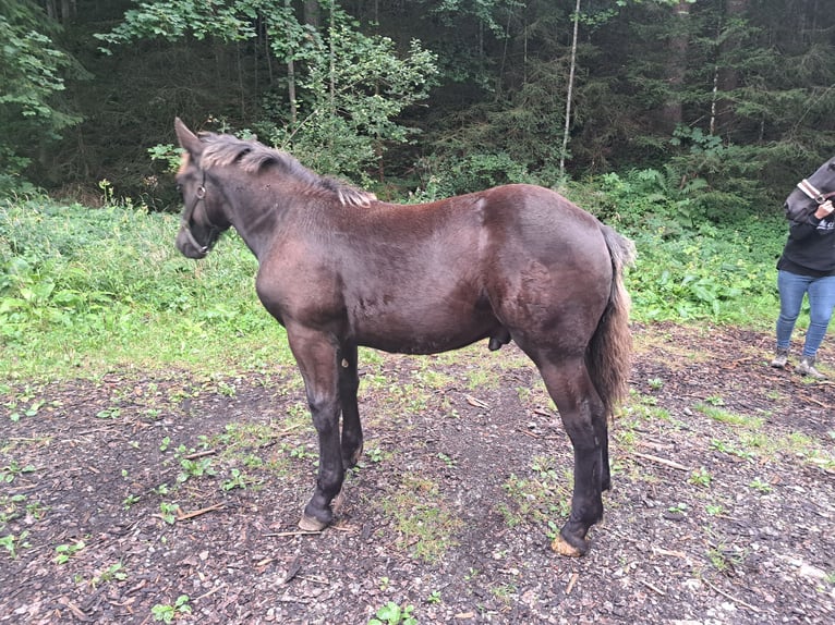 Nórico Semental Potro (02/2024) Negro in dornbirn