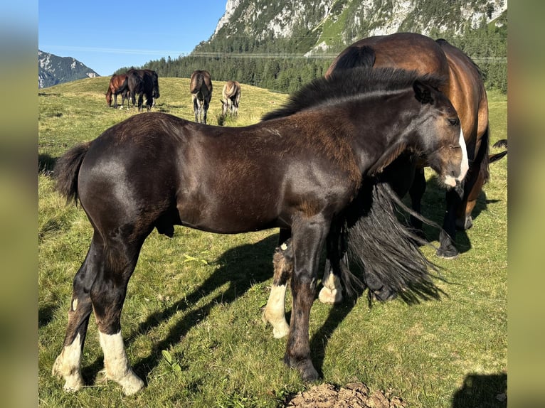 Nórico Semental Potro (01/2026) Negro in AhornBad Ischl