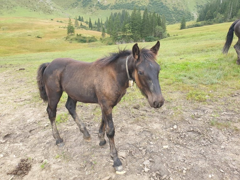 Nórico Semental Potro (04/2024) Negro in Schwarzach