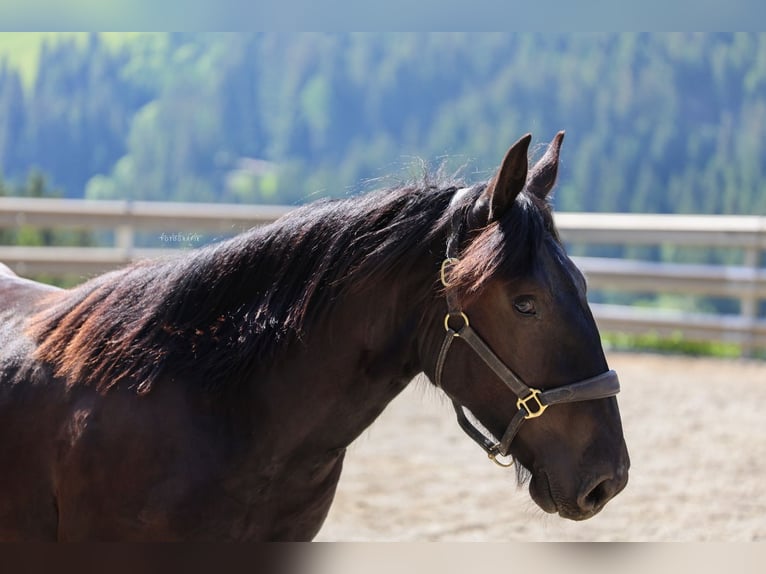 Norico Stallone 1 Anno 150 cm Morello in St.Johann im Pongau