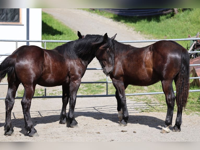 Norico Stallone 1 Anno 150 cm Morello in St.Johann im Pongau