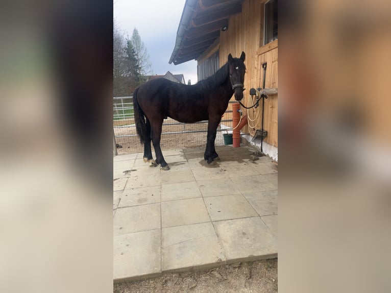 Norico Stallone 1 Anno 152 cm  in Anger