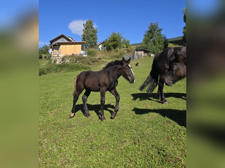 Norico Stallone 1 Anno 162 cm Morello in Schwarzenberg