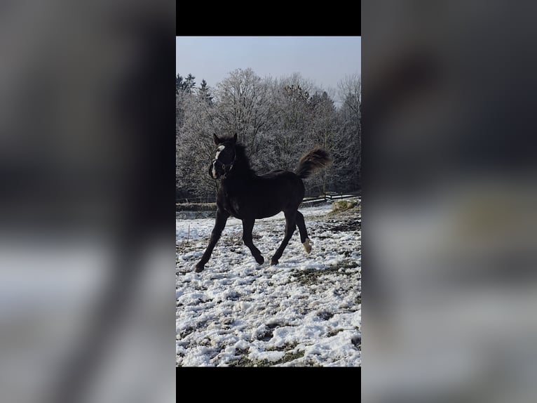 Norico Stallone 1 Anno 162 cm Morello in Schwarzenberg