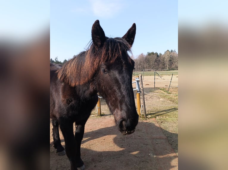 Norico Stallone 1 Anno 164 cm Morello in Michelstadt