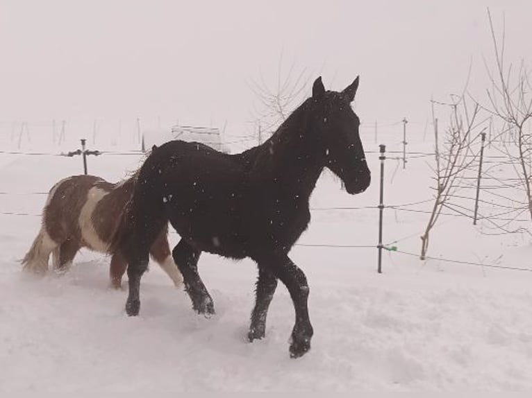 Norico Stallone 1 Anno 164 cm Morello in Michelstadt