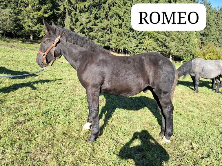 Norico Stallone 1 Anno Morello in St. Johann im Pongau