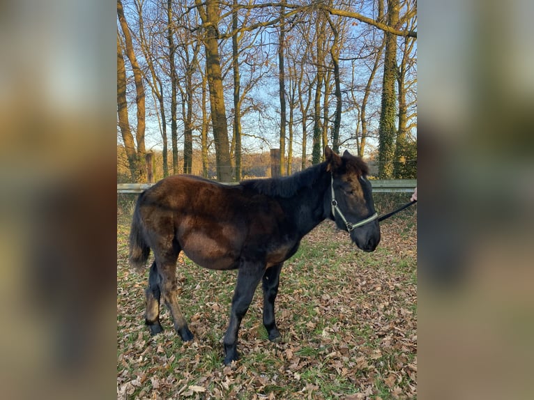 Norico Stallone 1 Anno Morello in Wegberg